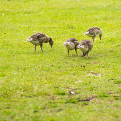 Geese grazing in a park by a lake