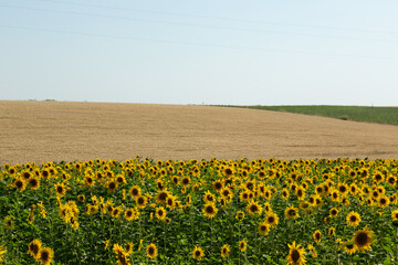 Cosecha de girasoles y en el horizonte campo labrado 