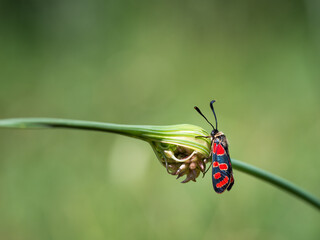 Crepuscular burnet (Zygaena carniolica) butterfly sitting on green plant