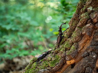 Stag beetle, Lucanus cervus, wildlife big insect