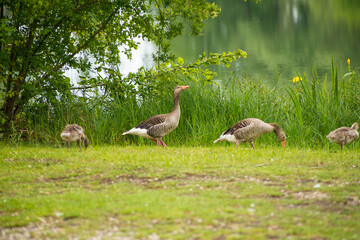Naklejka premium Geese grazing in a park by a lake