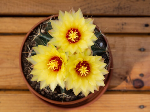 Yellow And Red Flowers Of Blooming Cactus, View From Above