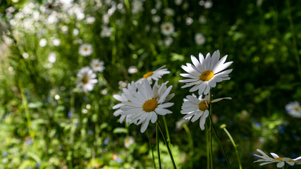 Beautiful white daisies in a field