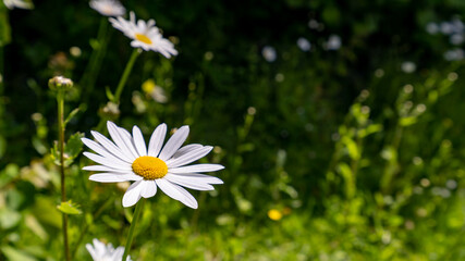 Beautiful daisy in the grass in selective focus