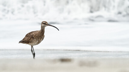 Closeup of a Whimbrel (Numenius phaeopus) walking on the sandy seashore along the surf, Peru
