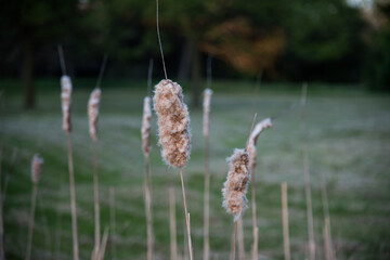 reeds in the wind