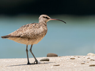 Closeup of a Whimbrel (Numenius phaeopus) walking on the sandy seashore, Peru