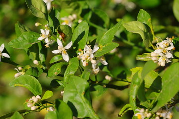 lemons flowers growing on tree