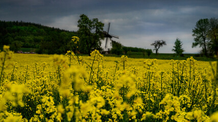 Wiatrak w rzepaku. Województwo dolnośląskie Polska.  Windmill in rapeseed. Lower Silesian Voivodeship Poland.