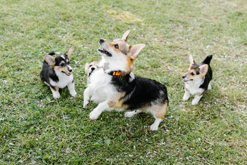puppies and adult Corgi dogs on the green in a Sunny sunset