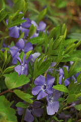 Blue periwinkle (Vinca) flowers in the garden.