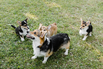 puppies and adult Corgi dogs on the green in a Sunny sunset