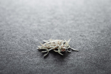 A small pile of cut human nails on a gray background