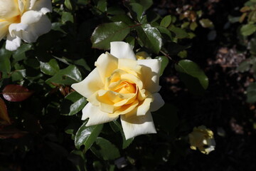 A precious little Canadian rose