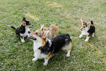 Naklejka na ściany i meble puppies and adult Corgi dogs on the green in a Sunny sunset