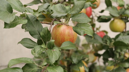 apples on tree