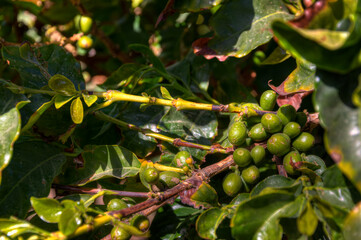 Kaffeefrüchte am Baum - Coffee fruits on the tree