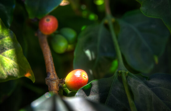 Reife Kaffeefrucht am Strauch - Ripe coffee fruit on the bush
