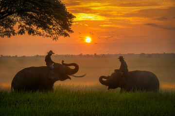 The elephants with local villagers with the view of fields during sunset time. Taken at Surin...