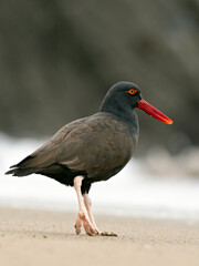 Closeup of a Blackish Oystercatcher (Haematopus ater) walking on the sandy seashore, Peru