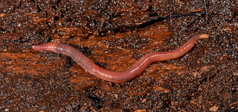 redworm / Kompostwurm (Eisenia fetida)