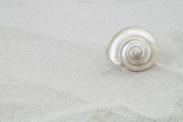 Seashell on sand background with copyspace