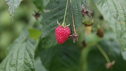 strawberry on a bush
