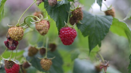 wild berries in the forest