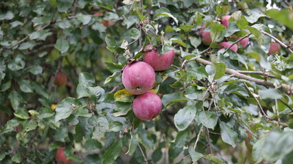 apples on tree