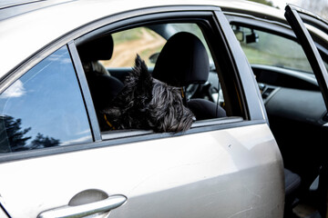 dog sitting on the backseat of the car. Travel with your pet