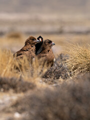 Wildlife photo of a group of two juvenile and one adult Mountain Caracaras (Phalcoboenus megalopterus) standing on the dry soil in the shimmering air of the Peruvian highland
