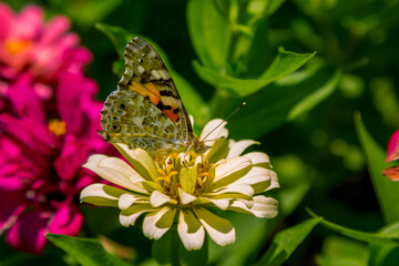 Natural background with butterfly on petals of beautiful white zinnia flower, growing in the garden.