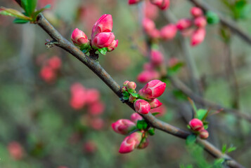 Beautiful spring background – branches with buds and red flowers of Chaenomeles japonica shrub, also known as Maule's quince.