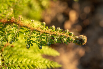 close up of green plant