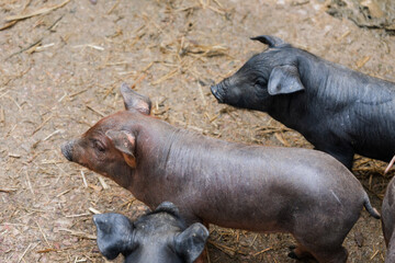 Baby iberian pigs watching his mother