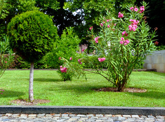 pink blooming oleander flower and bush. botanical name Nerium oleander. Mediterranean shrub. beauty...