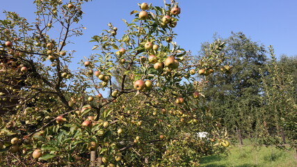 Fototapeta na wymiar apples on a branch