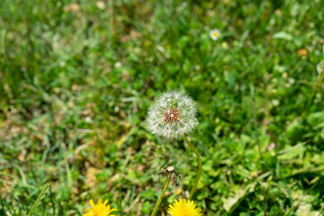 dandelion on green grass