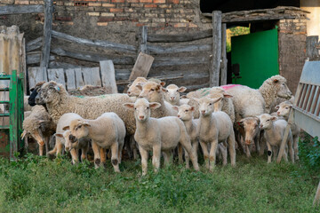 Sweet sheeps looking at the camera