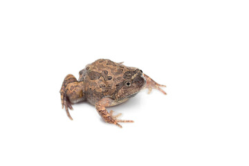 Bullfrog isolated on white background.