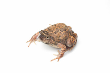 Bullfrog isolated on white background.
