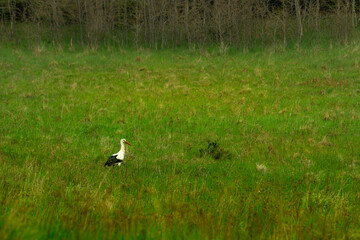 Obraz na płótnie Canvas Bocian biały (Ciconia ciconia). White stork. 