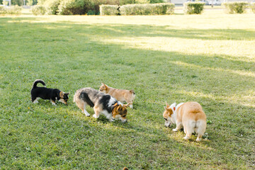 puppies and adult Corgi dogs on the green in a Sunny sunset