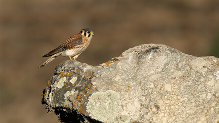 Wildlife photo of an American Kestrel (Falco sparverius) standing on a rock of the Peruvian highlands in the warm morning sun