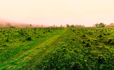 Scenic view at beautiful misty spring morning in a green shiny field with green grass and picturesque fog , trees and country road, leading far away, spring valley landscape