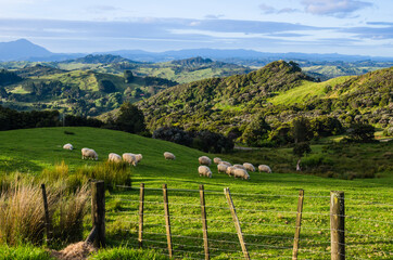 Sheep eating grass on the mountains of the north island of New Zealand