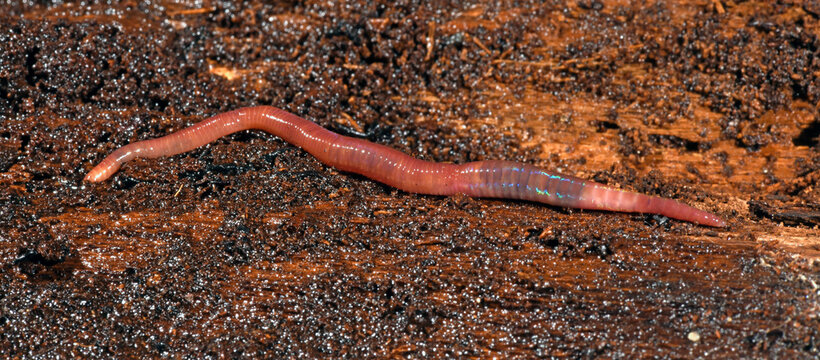 Kompostwurm (Eisenia fetida) - redworm