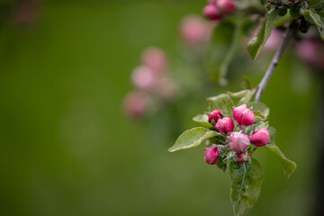 Blooming pink apple orchard in spring. Blossoming: a branch with flowers of a blossoming apple tree against a garden. Allergy Season. Young apple trees in the garden. Soft focus