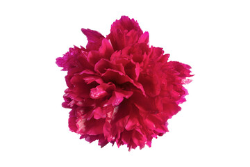 Red peony flower isolated on white background