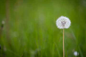 Lonely beautiful dandelion in a meadow in the park. The symbol of spring. Amazing meadow with wildflowers. Beautiful rural landscape in perspective.